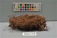 藏品(鳥巢)的圖片